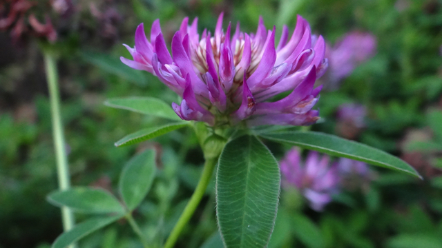 Bochtige klaver - Trifolium medium