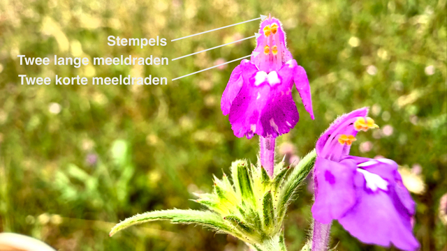 Smalle raai - Galeopsis angustifolia