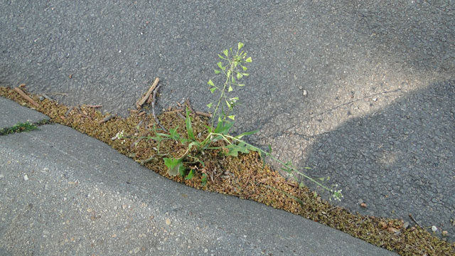 Herderstasje - Capsella bursa-pastoris