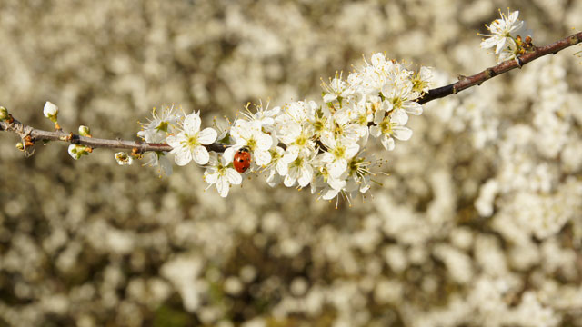 Sleedoorn - Prunus spinosa