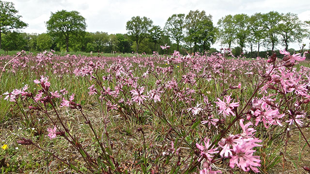 Echte koekoeksbloem - Silene flos-cuculi