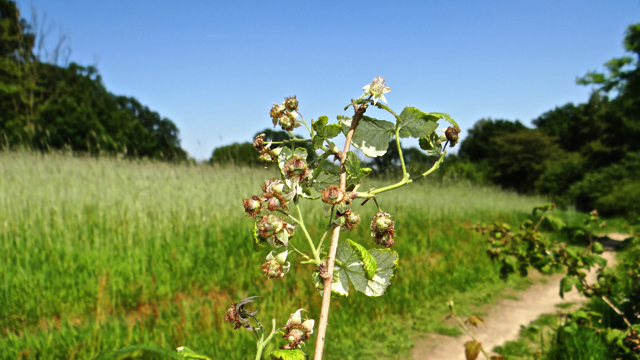 Framboos - Rubus idaeus