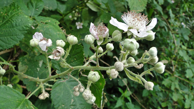 Gewone braam - Rubus fruticosus