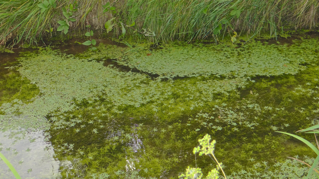 Gewoon sterrenkroos - Callitriche platycarpa