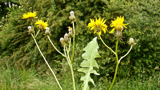 Groot streepzaad - Crepis biennis