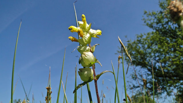 Grote ratelaar - Rhinanthus angustifolius