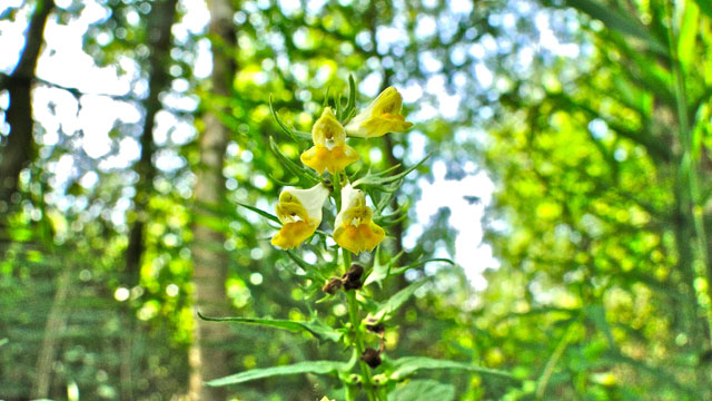 Hengel - Melampyrum pratense