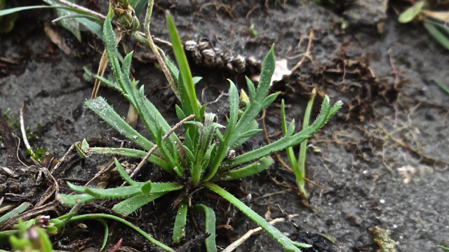 Hertshoornweegbree - Plantago coronopus