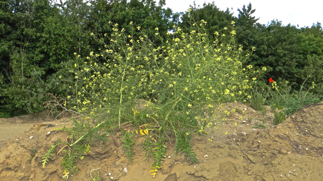 Hongaarse raket - Sisymbrium altissimum