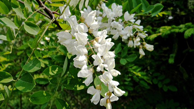 Robinia - Robinia pseudoacacia