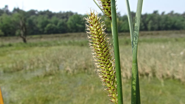 Snavelzegge - Carex rostrata