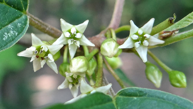 Sporkehout - Rhamnus frangula