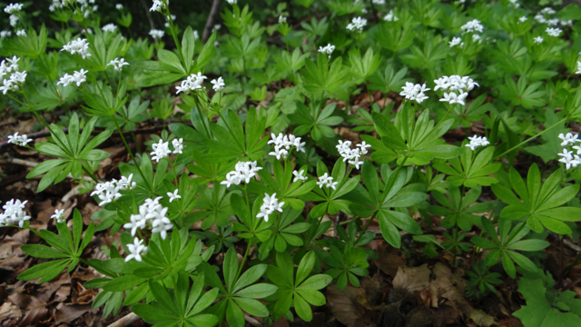 Lievevrouwebedstro - Galium odoratum