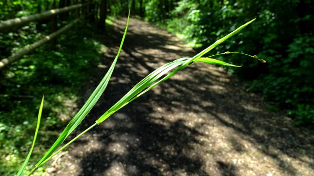 Eenbloemig parelgras - Melica uniflora