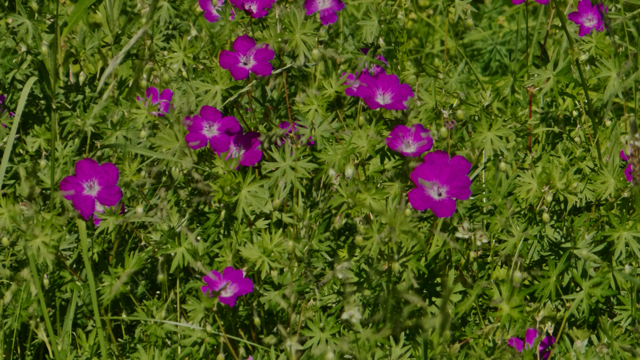 Bloedooievaarsbek - Geranium sanguineum