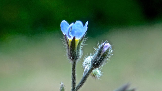 Akkervergeet-mij-nietje - Myosotis arvensis