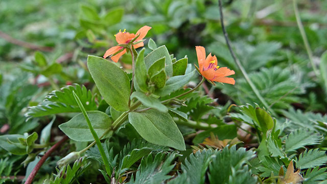 Rood guichelheil - Anagallis arvensis s. arvensis