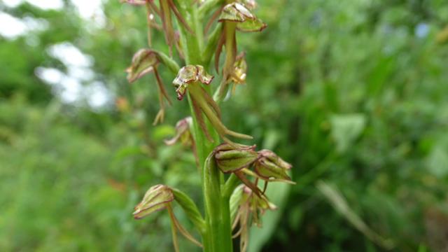 Poppenorchis - Orchis anthropophorum