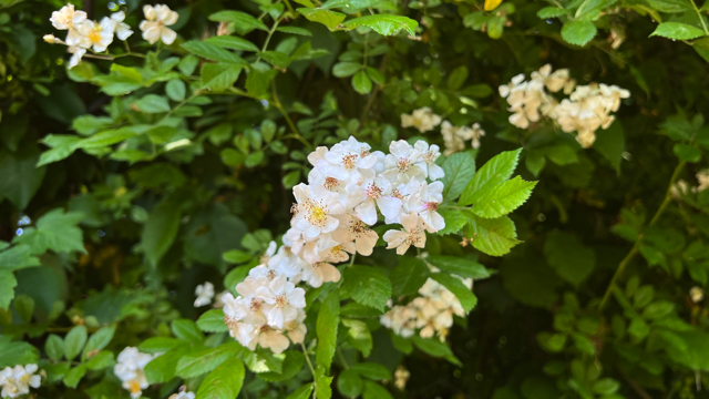 Veelbloemige roos - Rosa multiflora