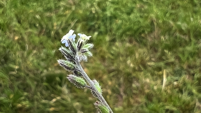 Veelkleurig vergeet-mij-nietje - Myosotis discolor