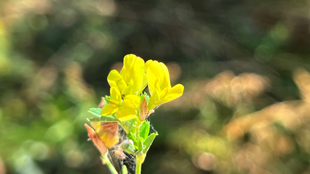 Sikkelklaver - Medicago falcata