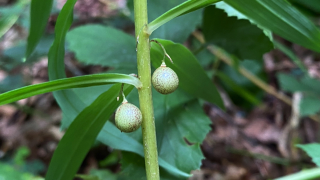 Kranssalomonszegel - Polygonatum verticillatum