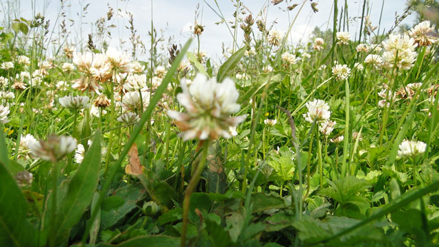 Witte klaver - Trifolium repens