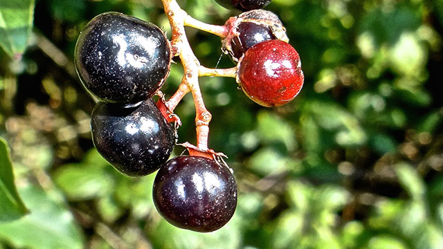 Amerikaanse vogelkers - Prunus serotina