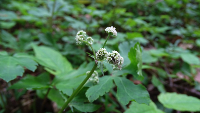 Heelkruid - Sanicula europaea