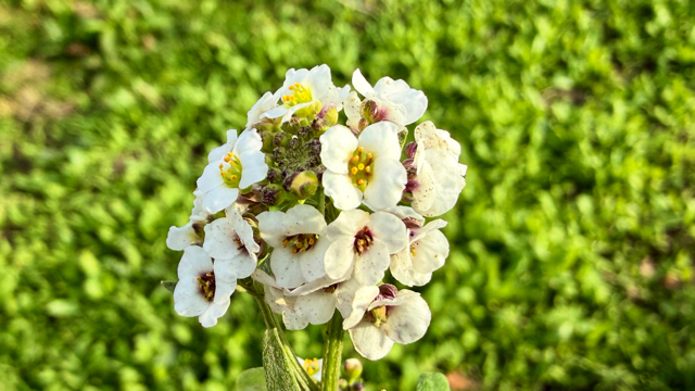 Zilverschildzaad - Lobularia maritima