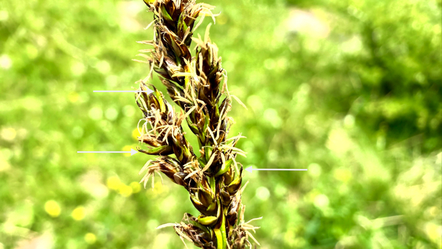 Pluimzegge - Carex paniculata s. paniculata