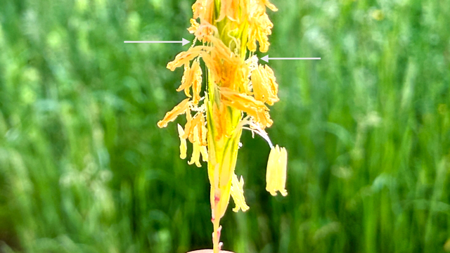 Duist - Alopecurus myosuroides