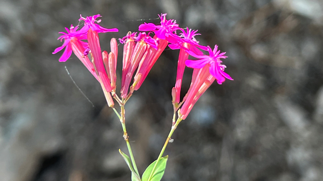 Rode pekanjer - Silene viscaria
