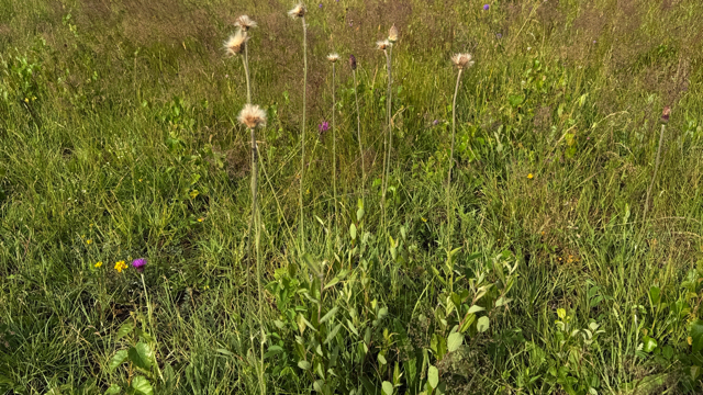 Spaanse ruiter - Cirsium dissectum