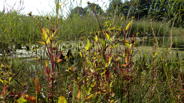 Zwart tandzaad - Bidens frondosa