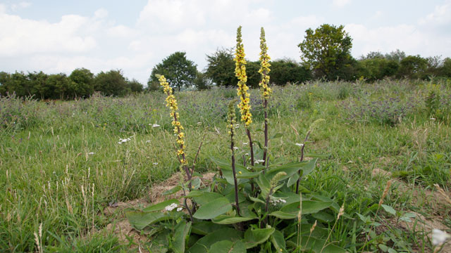 Zwarte toorts - Verbascum nigrum