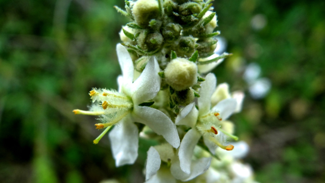 Melige toorts - Verbascum lychnitis