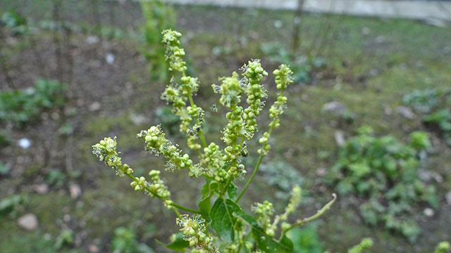 Tuinbingelkruid - Mercurialis annua