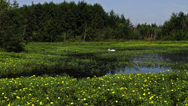 Waterteunisbloem - Ludwigia grandiflora