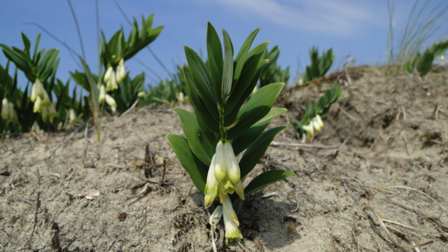 Welriekende salomonszegel - Polygonatum odoratum