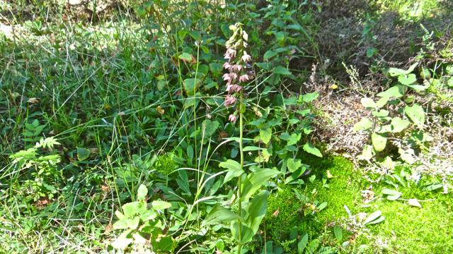 Brede wespenorchis - Epipactis helleborine