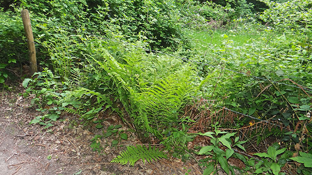 Wijfjesvaren - Athyrium filix-femina