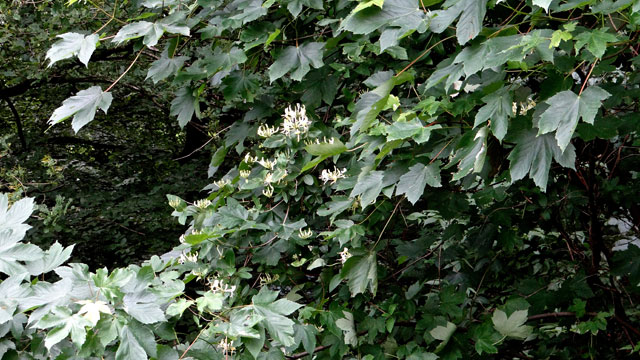 Wilde kamperfoelie - Lonicera periclymenum