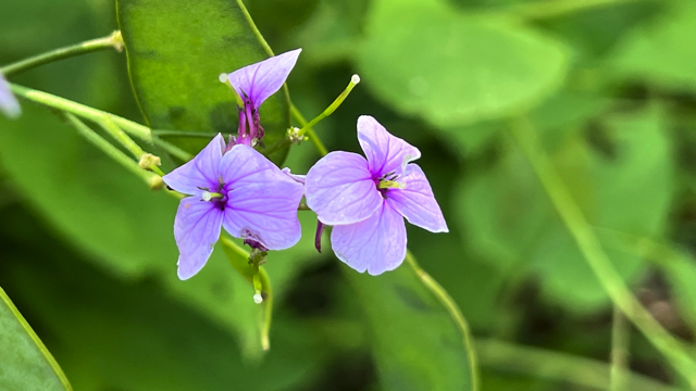 Wilde judaspenning - Lunaria rediviva