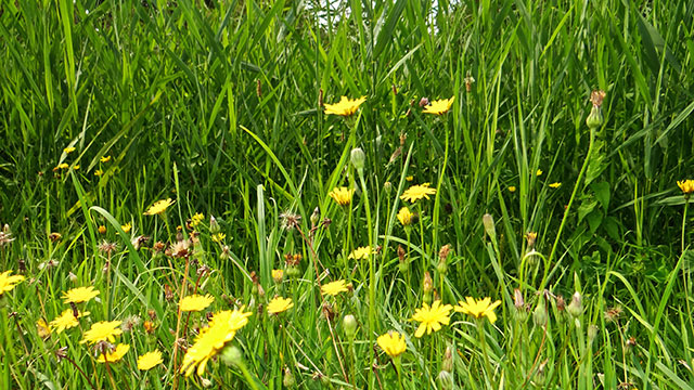 Kleine leeuwentand - Leontodon saxatilis