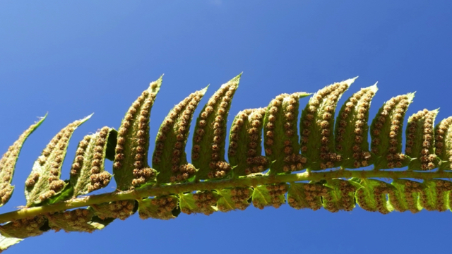 Lansvaren - Polystichum lonchitis