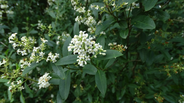 Wilde liguster - Ligustrum vulgare