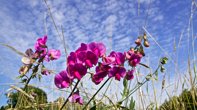 Brede lathyrus - Lathyrus latifolius