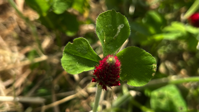 IJzerhard - Verbena officinalis