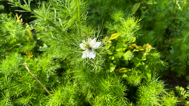 Juffertje-in-het-groen - Nigella damascena